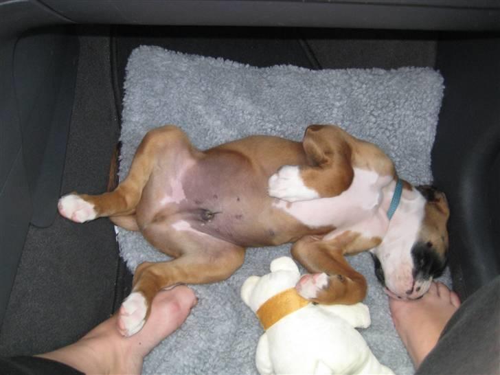 Boxer Svalur Alin billede 2