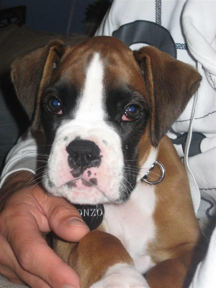 Boxer Svalur Alin billede 4