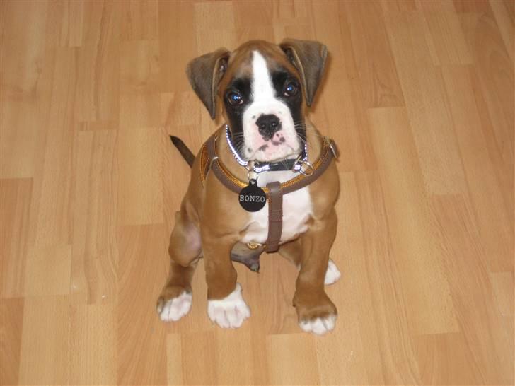 Boxer Svalur Alin billede 5