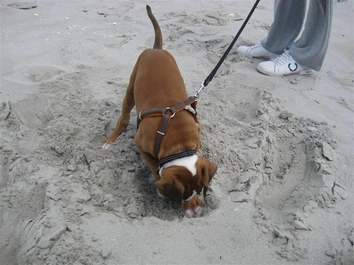 Boxer Svalur Alin billede 6