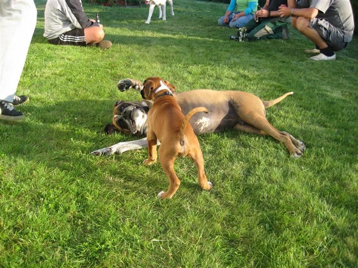 Boxer Svalur Alin billede 7