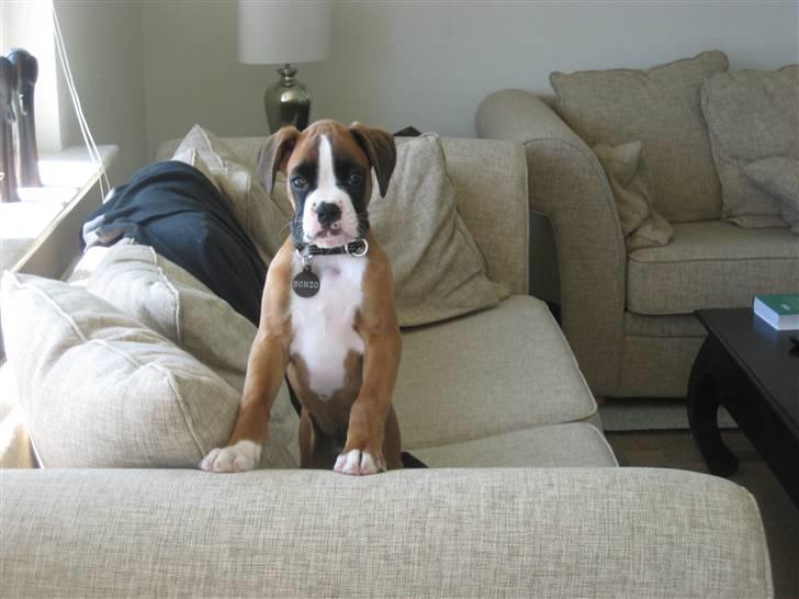 Boxer Svalur Alin billede 8