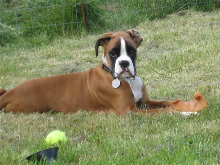 Boxer Svalur Alin billede 9