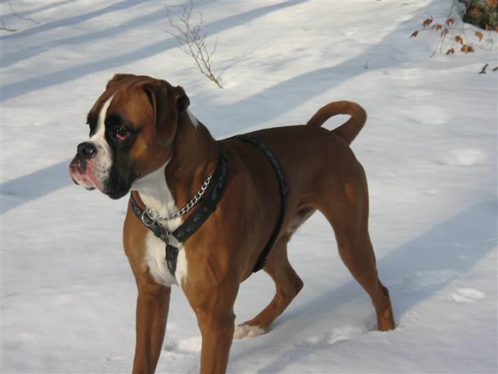 Boxer Svalur Alin billede 10