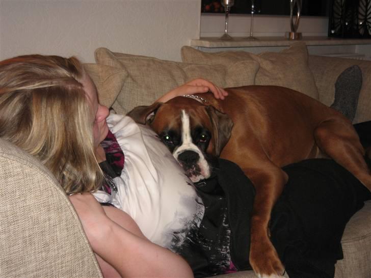 Boxer Svalur Alin billede 11