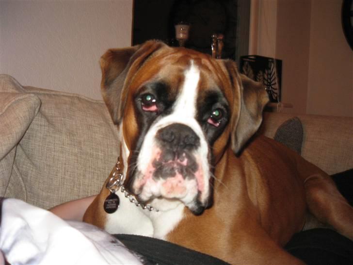 Boxer Svalur Alin billede 12
