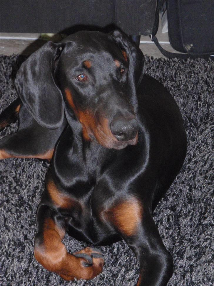 Dobermann Zargo billede 18