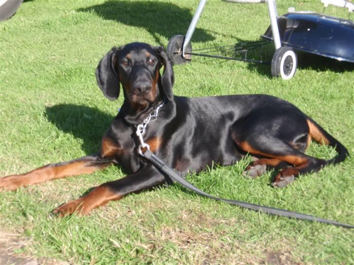 Dobermann Zargo - På camping med tosserne  billede 19