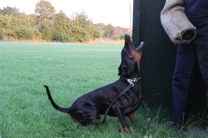 Dobermann Zargo - Til træning i ddk gr. odense billede 20