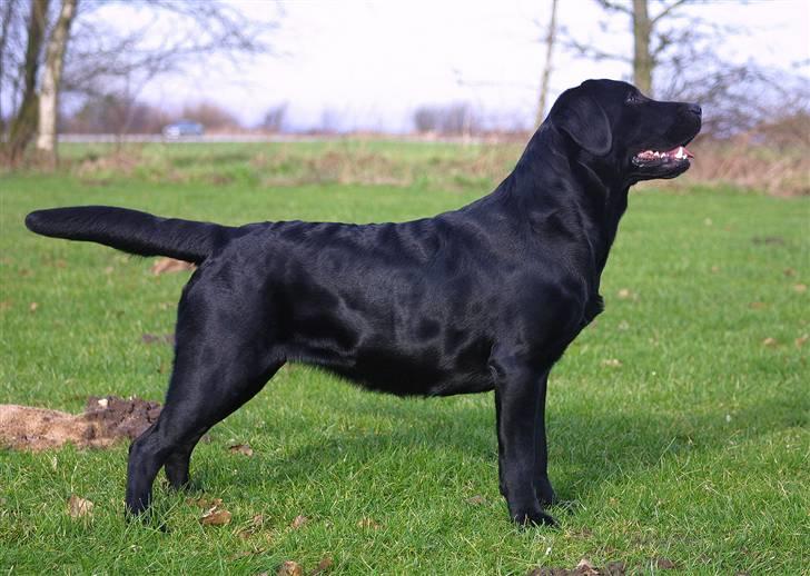 Labrador retriever Brown Hunts Misty - Min skønne Misty poser for fotografen. billede 1