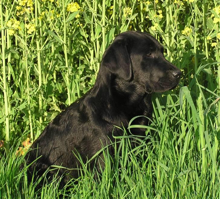 Labrador retriever Brown Hunts Misty - Misty i rapsmark 2 år gammel billede 2