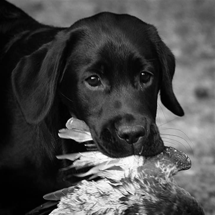 Labrador retriever Brown Hunts Misty - Misty´s første appotering 12 uger gammel billede 3