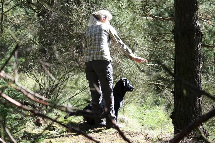 Labrador retriever Brown Hunts Misty - Misty på markprøve - en meget opmærksom hund billede 4