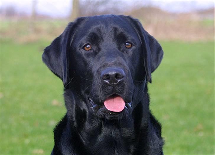 Labrador retriever Brown Hunts Misty - Hvor er hun dejlig - hovedbillede 1,5 år gammel billede 5