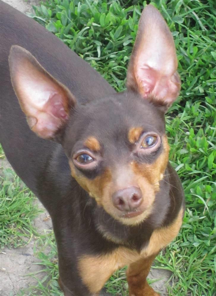 Prazsky krysarik Vimse billede 1