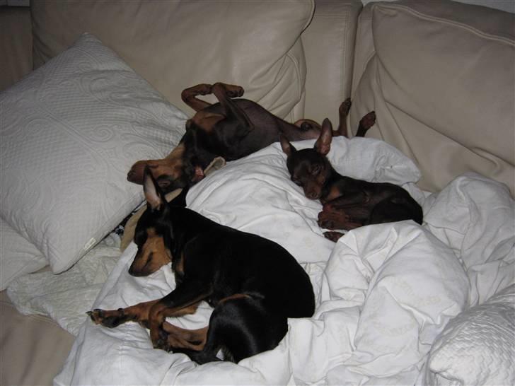 Prazsky krysarik Vimse - Her ligger han på ryggen og sover trygt med sin "kone" og sin søn. billede 3