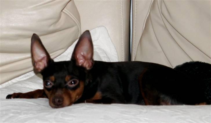 Prazsky krysarik Vimse billede 5