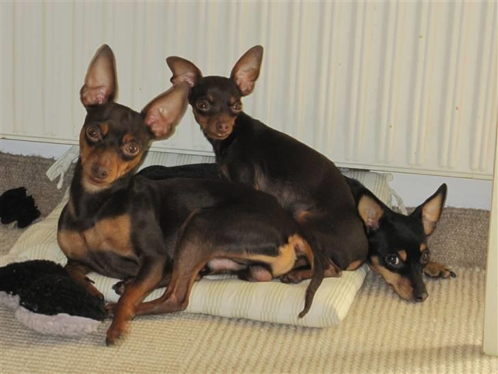 Prazsky krysarik Vimse billede 6