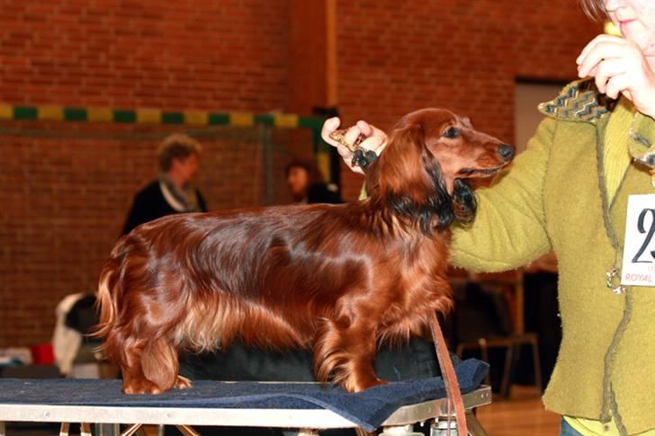 Gravhund Tia von der Taunushöhe - Tia den 12.3.10. billede 8