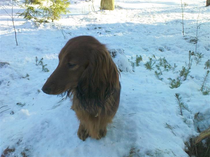 Gravhund Tia von der Taunushöhe billede 9