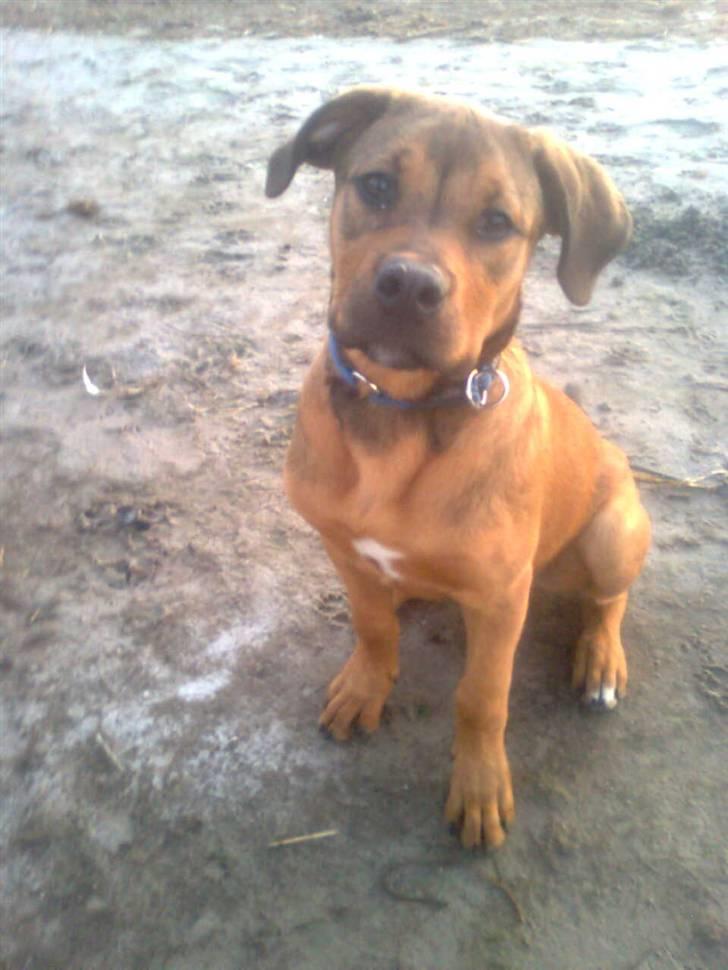 Blanding af racer Balo - Balo 5 måneder billede 1