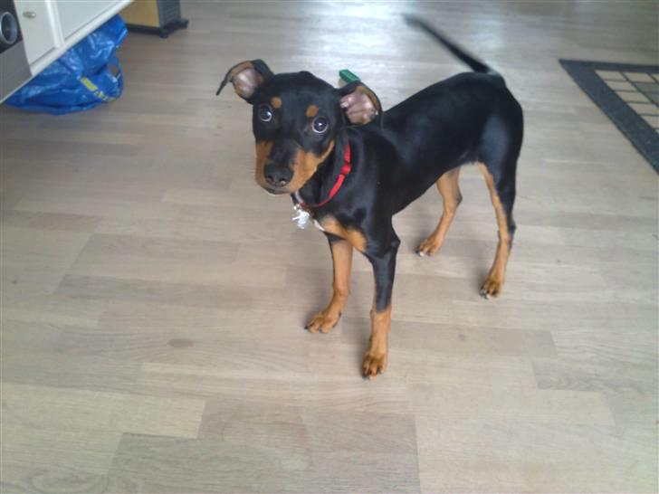 Mellempinscher Cille billede 2