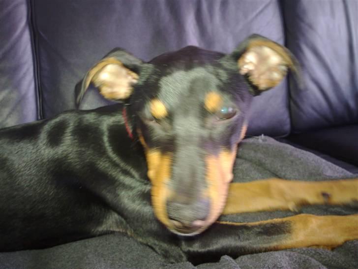 Mellempinscher Cille billede 3