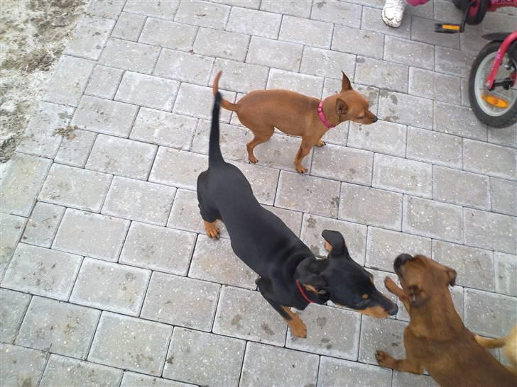 Mellempinscher Cille - leger lidt  billede 4