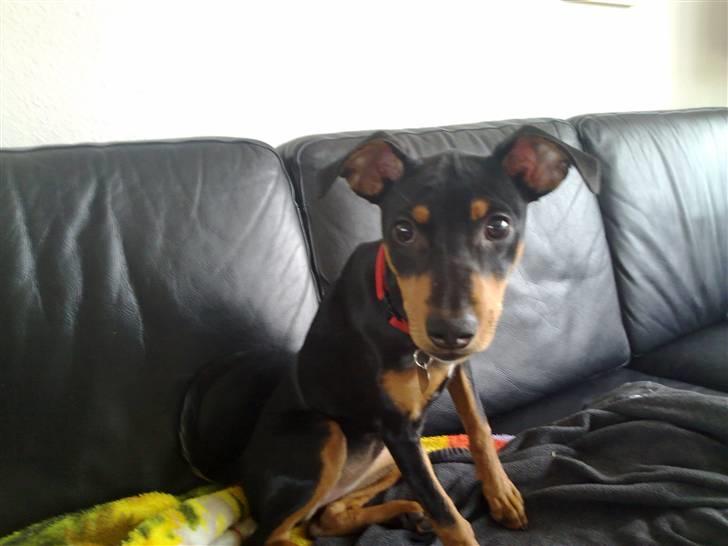 Mellempinscher Cille billede 5