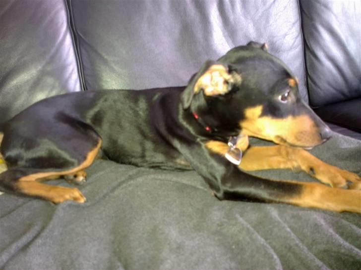 Mellempinscher Cille - gider ikke det her model fis mere. hehe billede 6