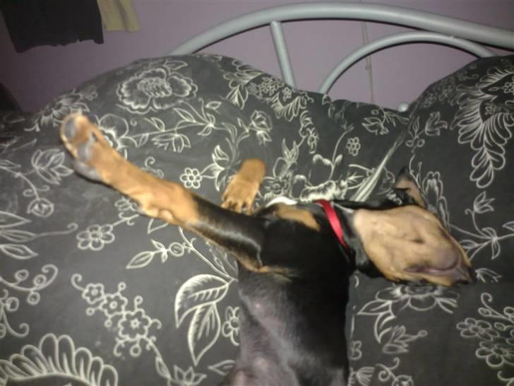 Mellempinscher Cille - sådan sover man bedst :-) billede 7