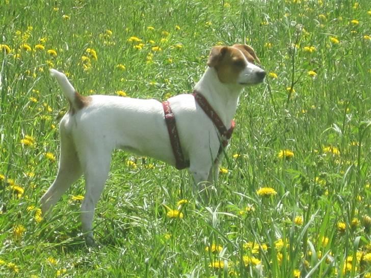 Blanding af racer Luna Sofia billede 1