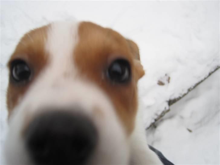 Blanding af racer Luna Sofia billede 4