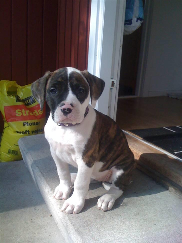 Amerikansk bulldog Nova billede 9