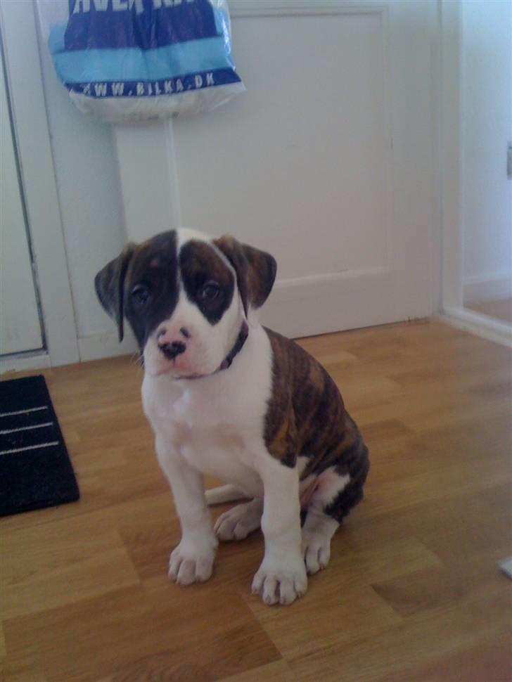 Amerikansk bulldog Nova billede 10