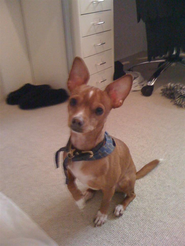 Blanding af racer Valdemar<3 - Mig Valdemar..:D billede 6