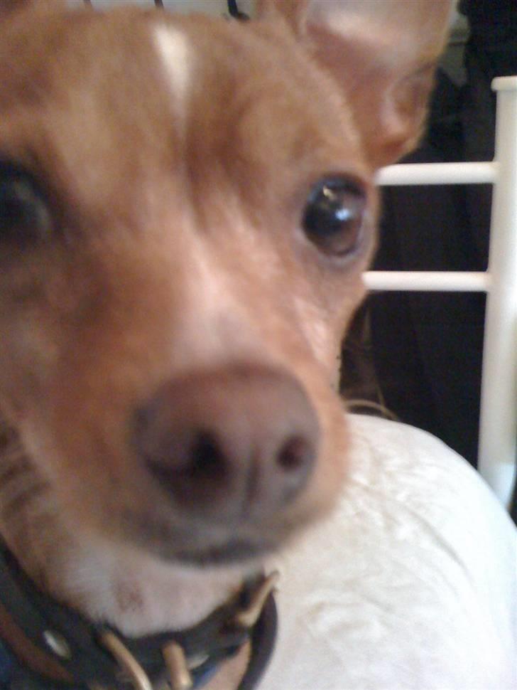 Blanding af racer Valdemar<3 - Hvad er der, der inde ;p billede 7