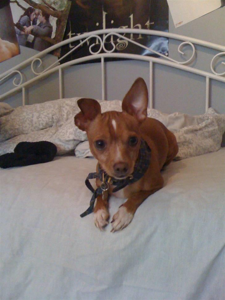 Blanding af racer Valdemar<3 - Må jeg godt ligge her Camilla.? <3 ( Ja da Valdemar ) billede 8