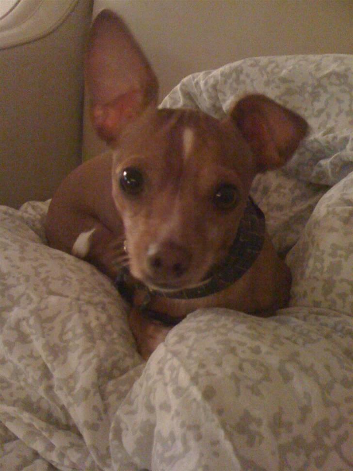 Blanding af racer Valdemar<3 - Heej jeg ligger lige og ser film.<3 billede 9