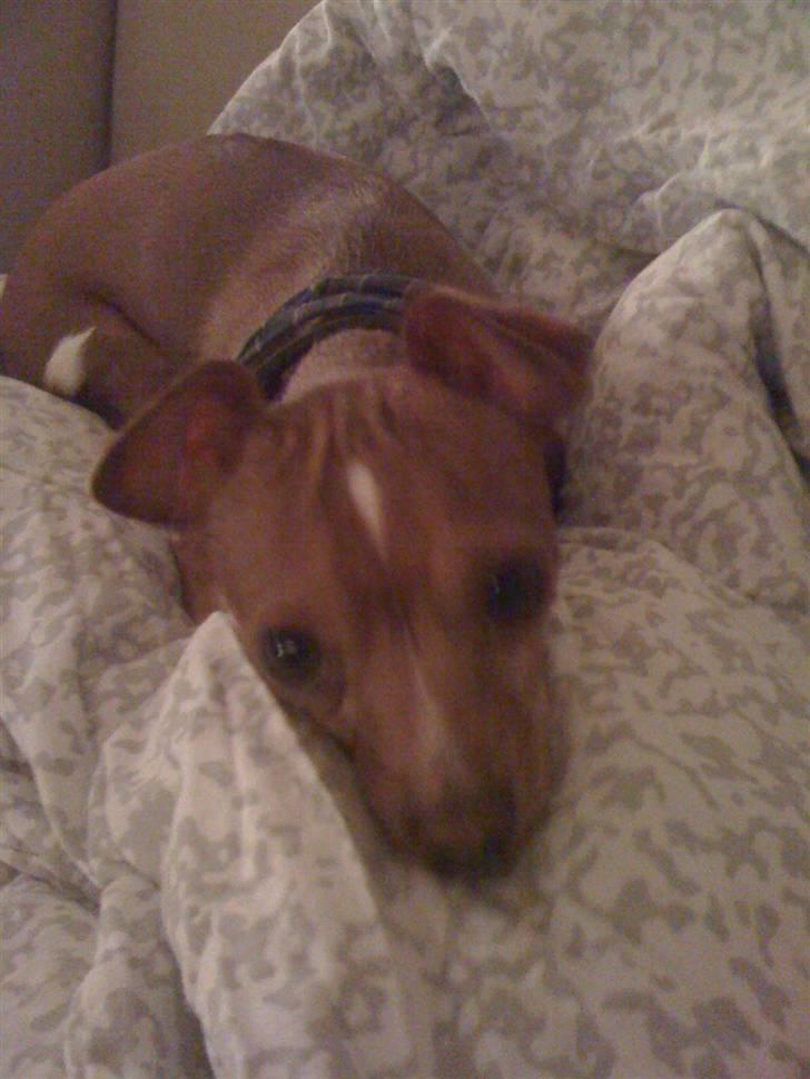 Blanding af racer Valdemar<3 - Jeg er træt zzz :D billede 10