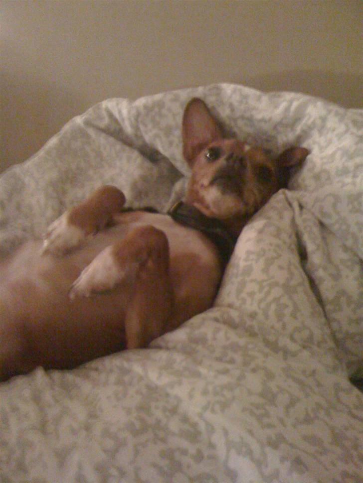 Blanding af racer Valdemar<3 - :D billede 11