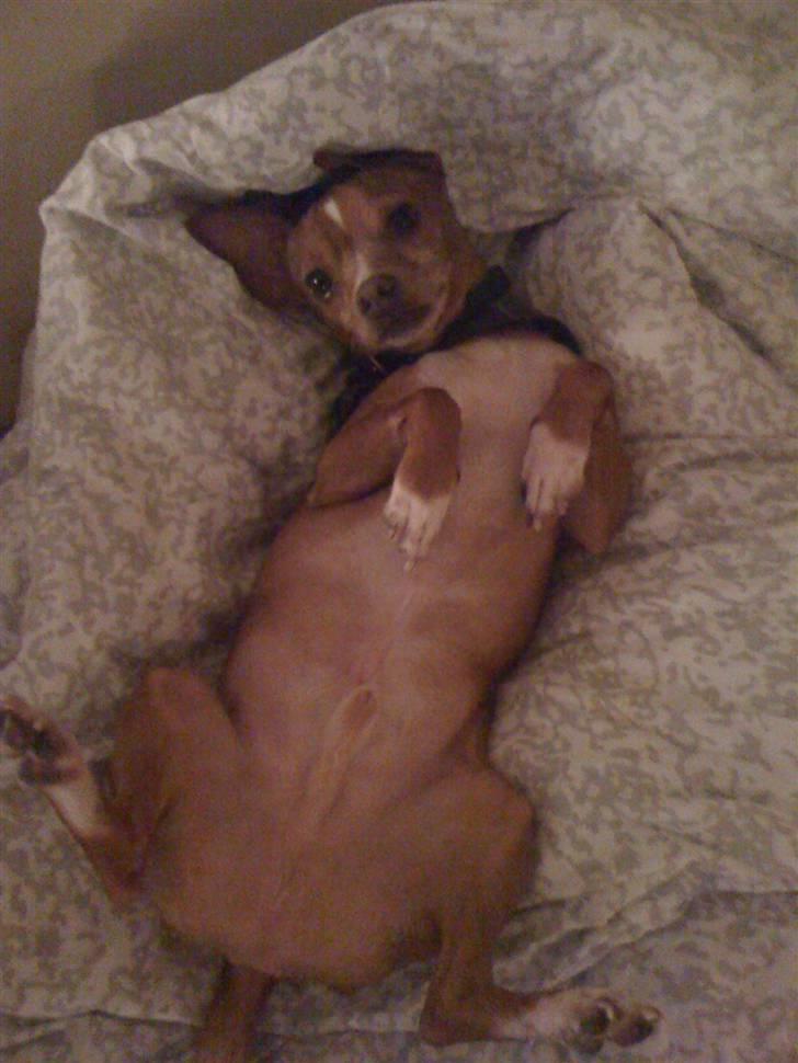 Blanding af racer Valdemar<3 - Hvad laver du der Valdemar ?<3 billede 12