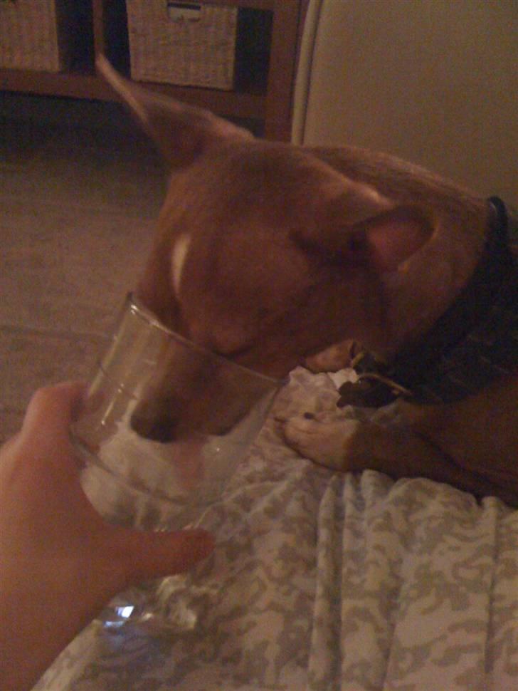 Blanding af racer Valdemar<3 - Ej Valdemar.. Din lille lort :) hehe billede 13