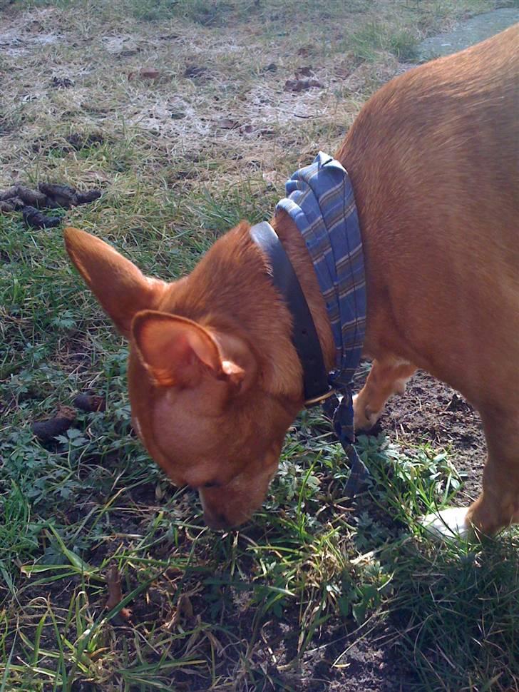 Blanding af racer Valdemar<3 - Det dufter godt her :D billede 14