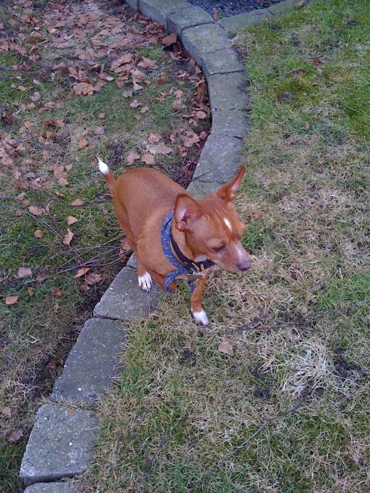 Blanding af racer Valdemar<3 - Der er en fugl ...Jeg elsker fugle :D billede 15