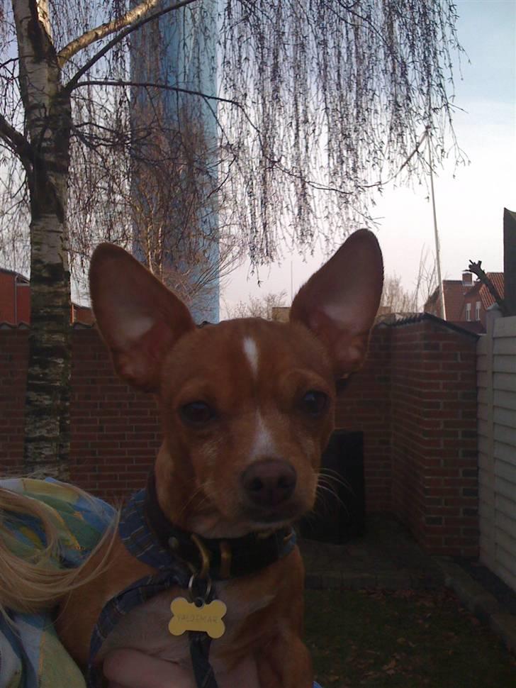 Blanding af racer Valdemar<3 - Her er jeg :p billede 16