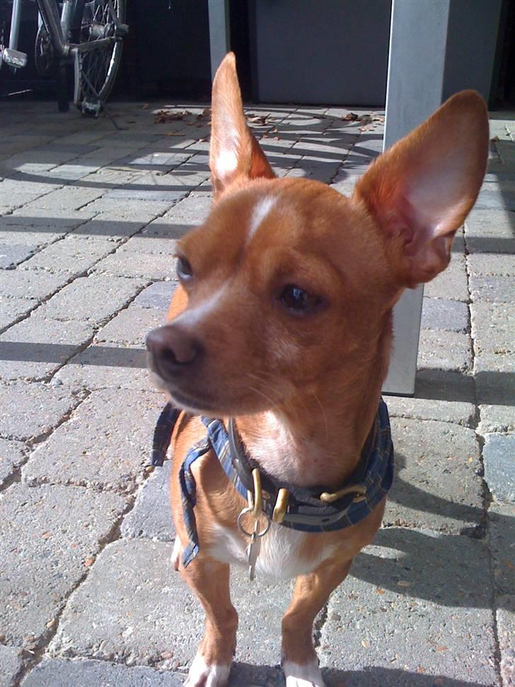 Blanding af racer Valdemar<3 - Tag`et billede nu.Jeg er så kongelig ud...( Det skal jeg nok Valdemar) :D billede 17