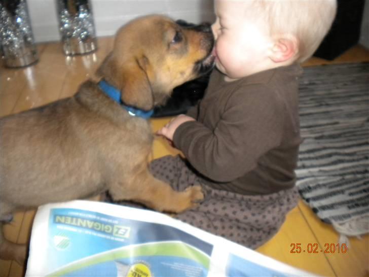 Blanding af racer Balo - Kys til dig :o) billede 2