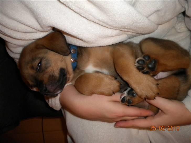 Blanding af racer Balo - Elsker at putte hos min nye mor :o) billede 3