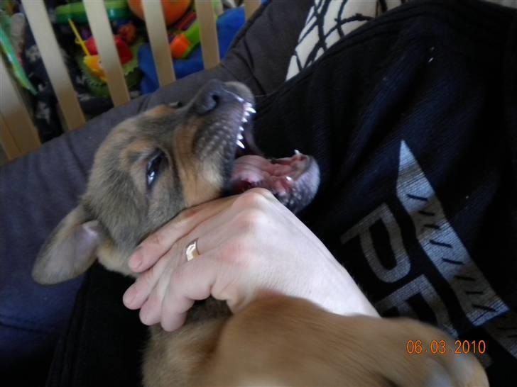 Blanding af racer Balo - ih mine tænder klør så må bide lidt i far :o) billede 4